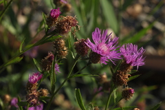 Centaurea × livonica