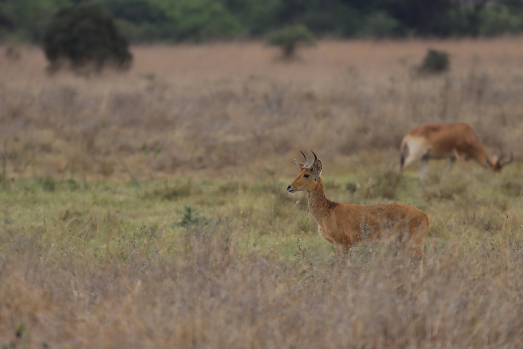 Redunca redunca, Mugumoini, Nairobi, Kenya, by bnchapple