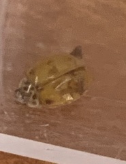 Adalia decempunctata