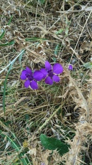 Consolida orientalis