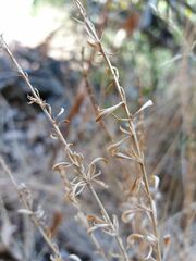 Anarrhinum bellidifolium