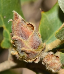 Phyllodiplosis cocciferae