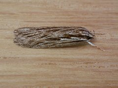 Leistarcha amphigramma