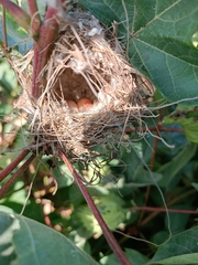 Prinia gracilis