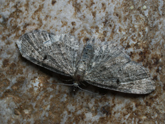 Eupithecia trisignaria