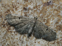 Eupithecia trisignaria