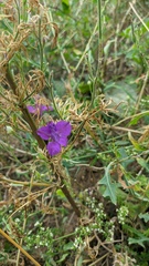 Consolida orientalis