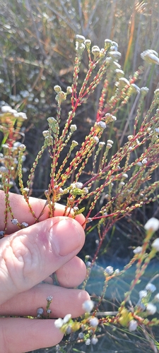 Image of Phylica parvula by (c) Eugene Hahndiek, some rights reserved (CC BY-SA)