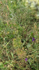 Consolida orientalis