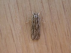 Leistarcha amphigramma