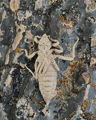 Shaogomphus postocularis