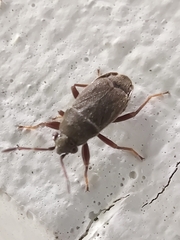 Stygnocoris rusticus
