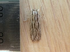 Leistarcha amphigramma