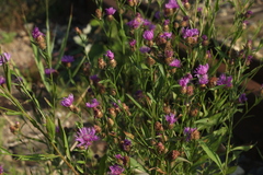 Centaurea × livonica