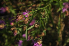 Centaurea × livonica