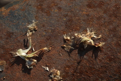 Centaurea × livonica