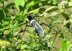 Pepsis decorata