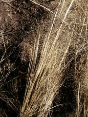 Agrostis delicatula