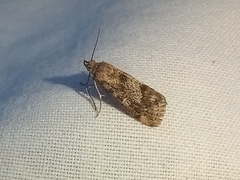 Tegostoma comparalis