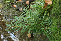 Pentasachme caudatum