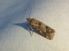 Tegostoma comparalis