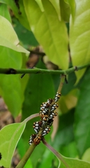 Adippe zebrina