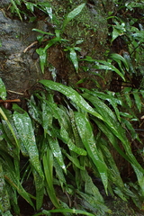 Leptochilus pteropus