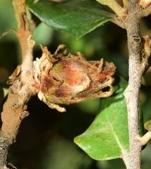 Phyllodiplosis cocciferae