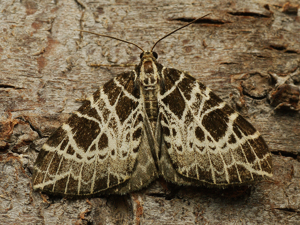 Eustroma