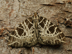 Eustroma reticulata