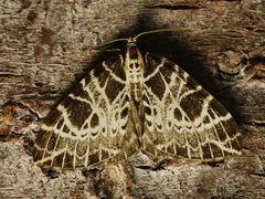 Eustroma reticulata