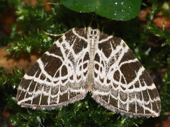 Eustroma reticulata