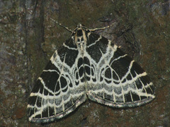 Eustroma reticulata