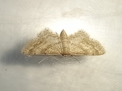 Idaea fractilineata