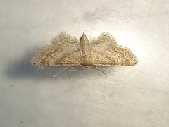 Idaea fractilineata