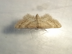 Idaea fractilineata