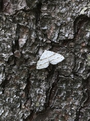 Perizoma parallelolineatum