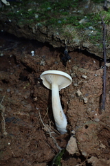 Fungi