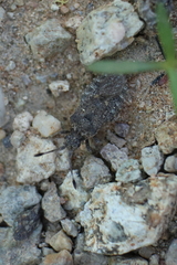 Scolopocerus granulosus