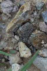 Scolopocerus granulosus