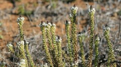 Hebenstretia robusta