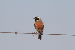 Passer melanurus vicinus