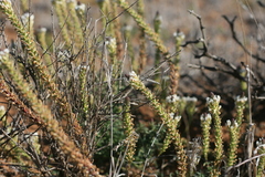 Hebenstretia robusta