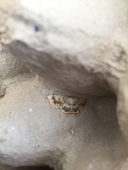 Cyclophora annularia