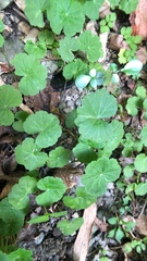 Hydrocotyle nepalensis
