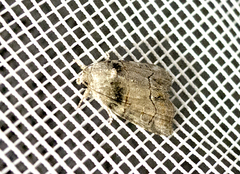 Bryophila tephrocharis