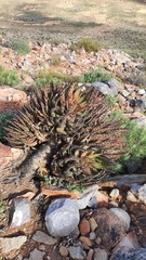 Aloe melanacantha