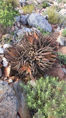 Aloe melanacantha