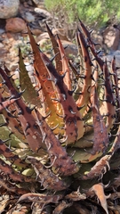 Aloe melanacantha
