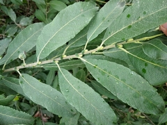 Salix × reichardtii